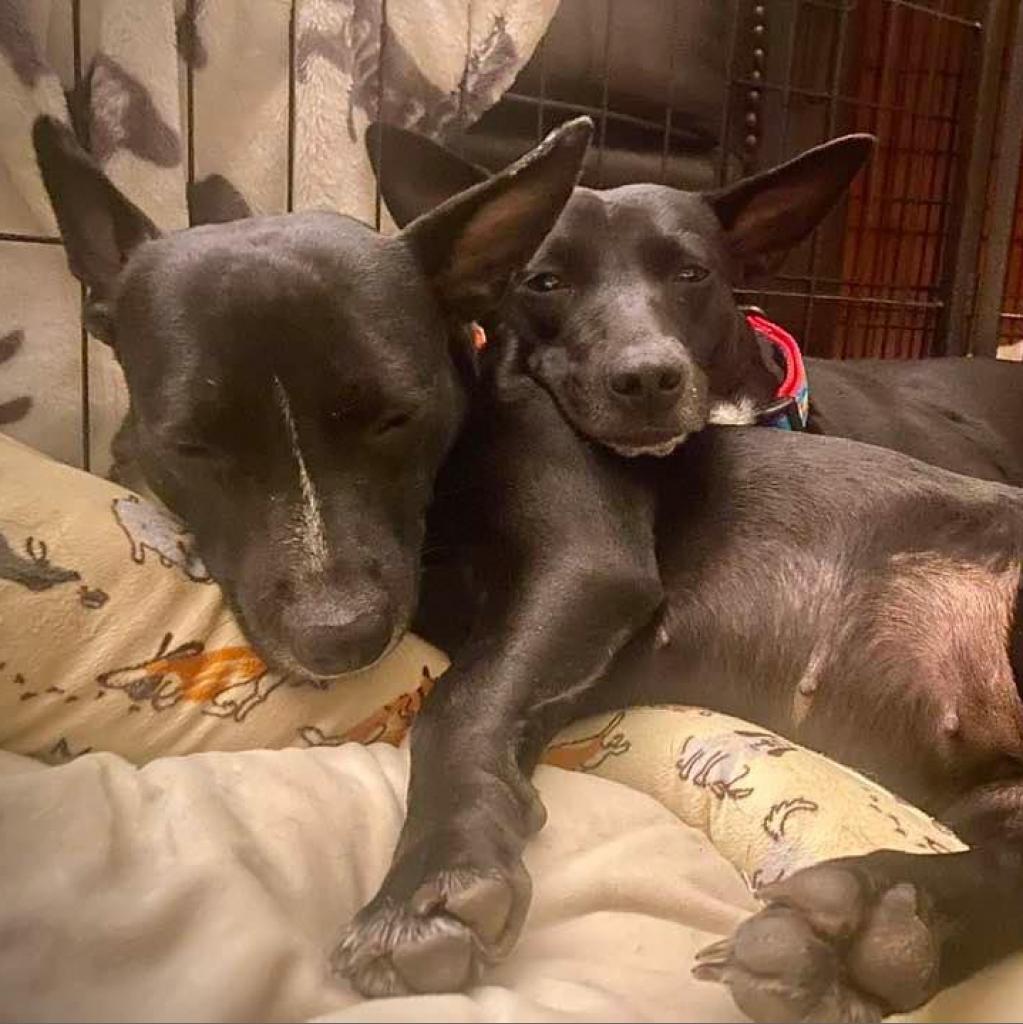 Mouse, an adoptable Mixed Breed in Frederiksted, VI, 00840 | Photo Image 2