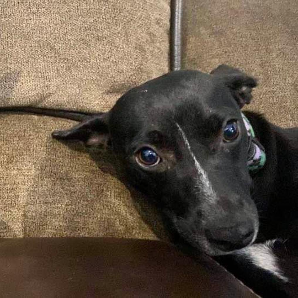 Mouse, an adoptable Mixed Breed in Frederiksted, VI, 00840 | Photo Image 3