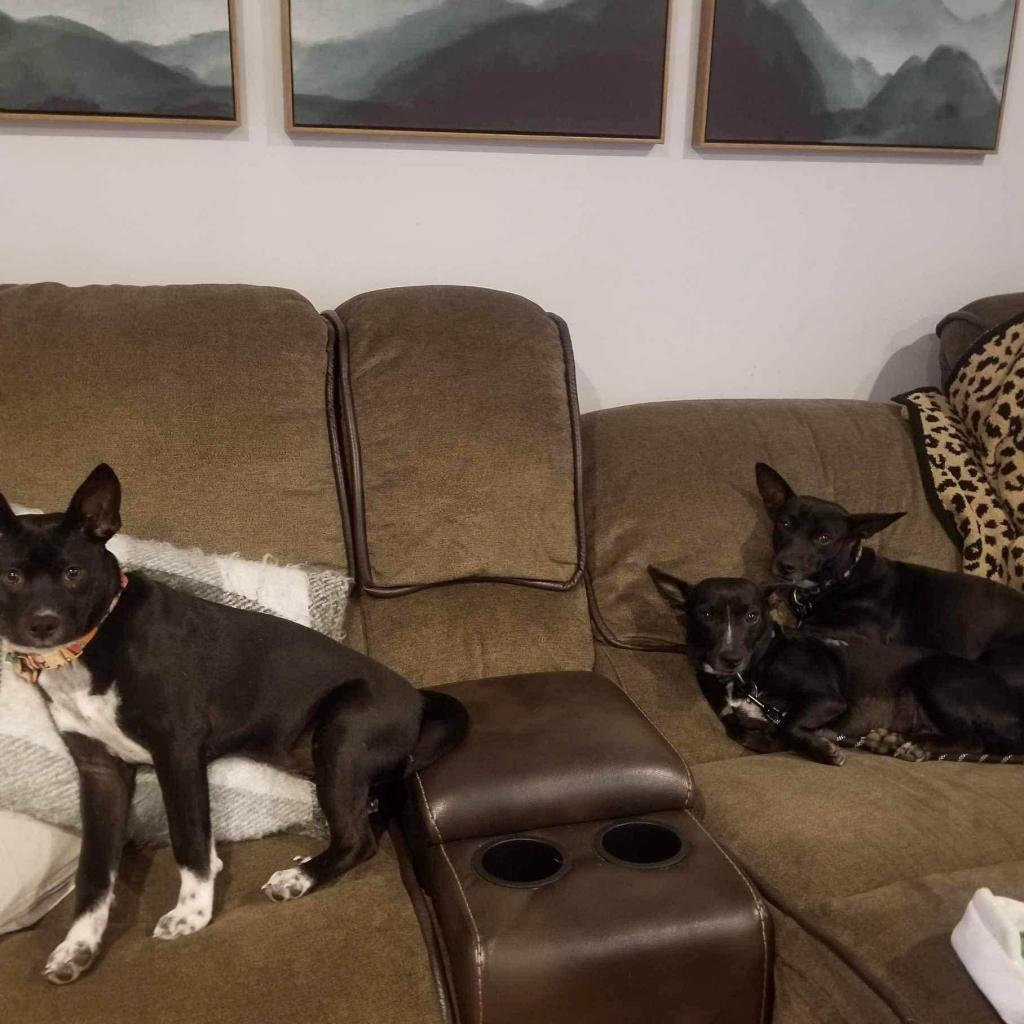 Mouse, an adoptable Mixed Breed in Frederiksted, VI, 00840 | Photo Image 4