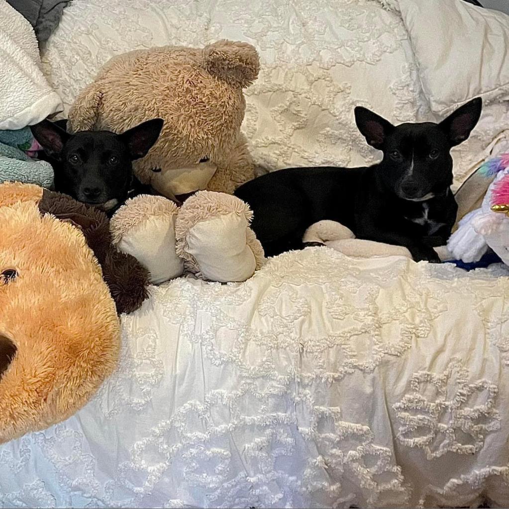 Mouse, an adoptable Mixed Breed in Frederiksted, VI, 00840 | Photo Image 5