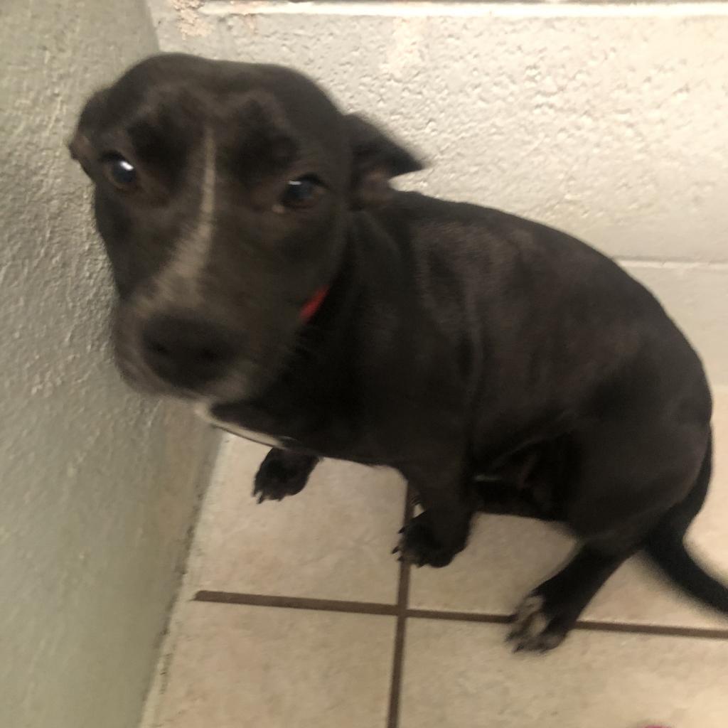 Mouse, an adoptable Mixed Breed in Frederiksted, VI, 00840 | Photo Image 6