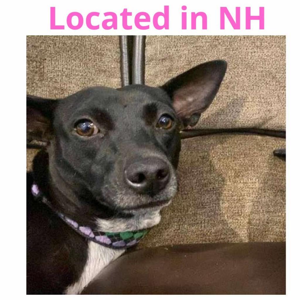 Story, an adoptable Mixed Breed in Frederiksted, VI, 00840 | Photo Image 1