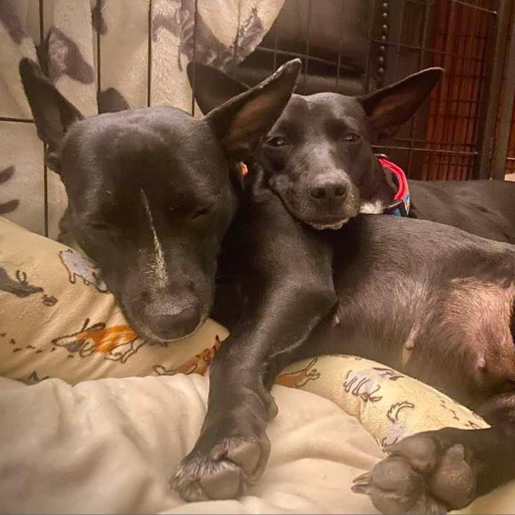 Story, an adoptable Mixed Breed in Frederiksted, VI, 00840 | Photo Image 2