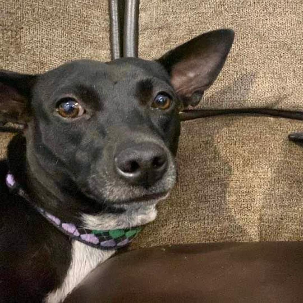 Story, an adoptable Mixed Breed in Frederiksted, VI, 00840 | Photo Image 3