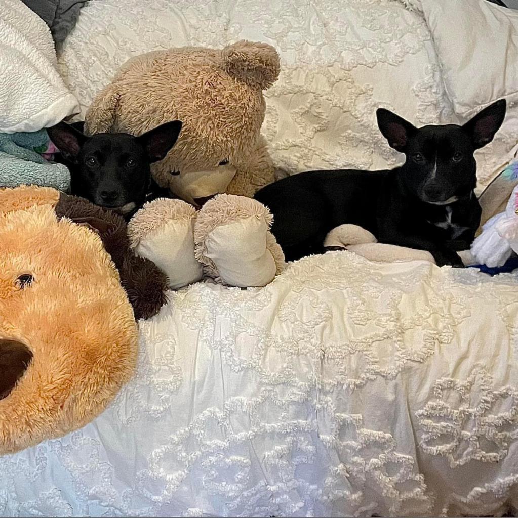 Story, an adoptable Mixed Breed in Frederiksted, VI, 00840 | Photo Image 5