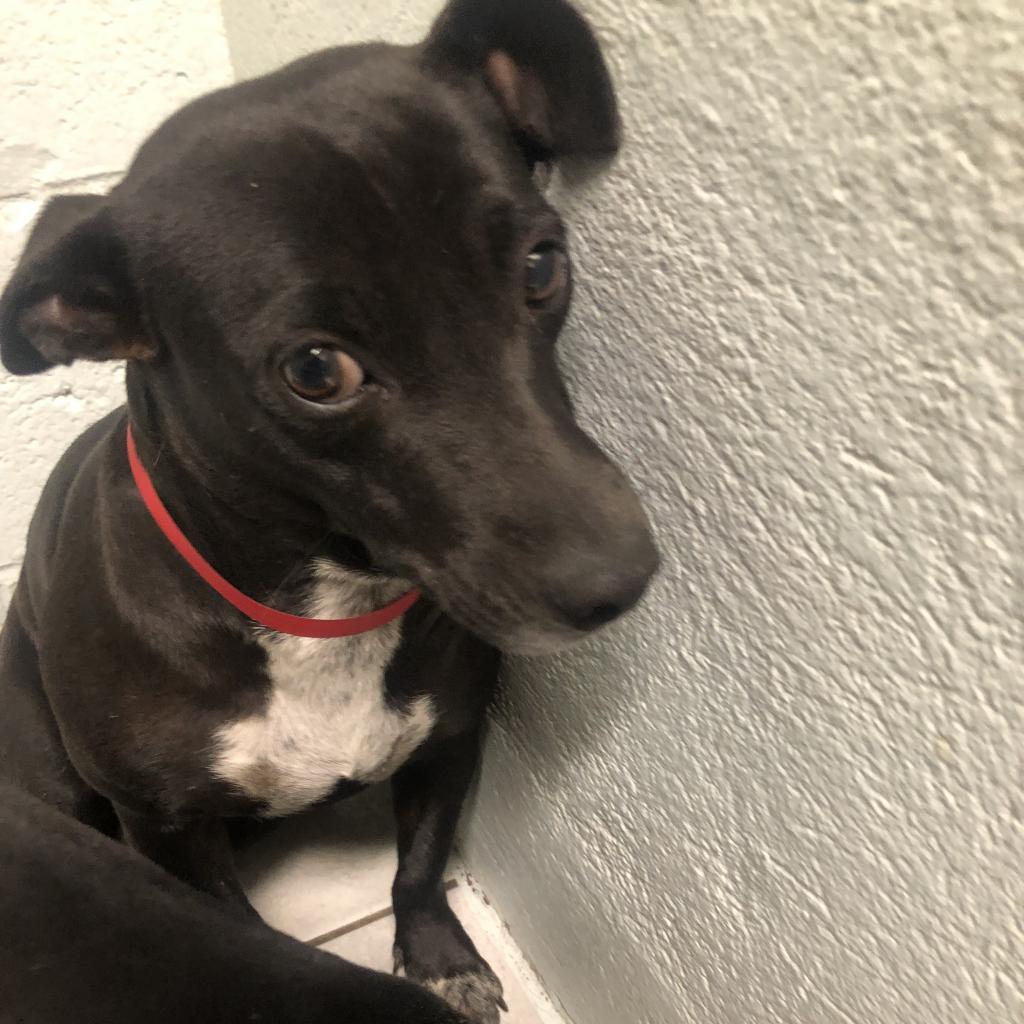 Story, an adoptable Mixed Breed in Frederiksted, VI, 00840 | Photo Image 6