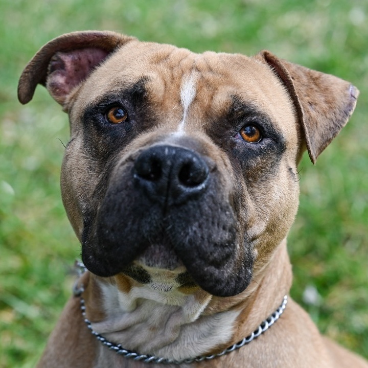 Kane, an adoptable Bullmastiff & Pit Bull Terrier Mix in Georgetown, KY_image-3