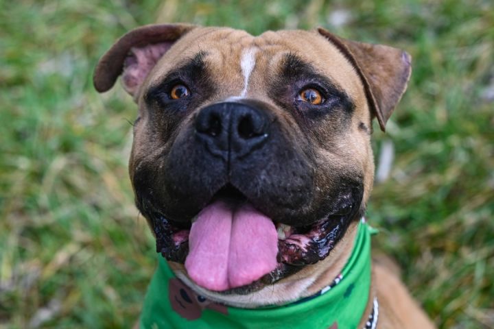 Kane, an adoptable Bullmastiff & Pit Bull Terrier Mix in Georgetown, KY_image-1