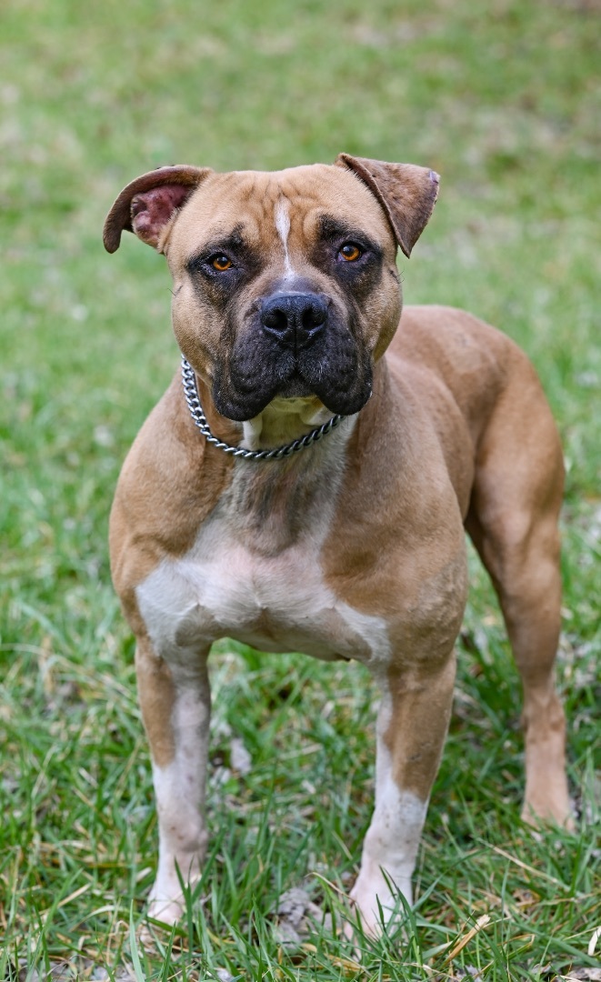 Kane, an adoptable Bullmastiff & Pit Bull Terrier Mix in Georgetown, KY_image-4