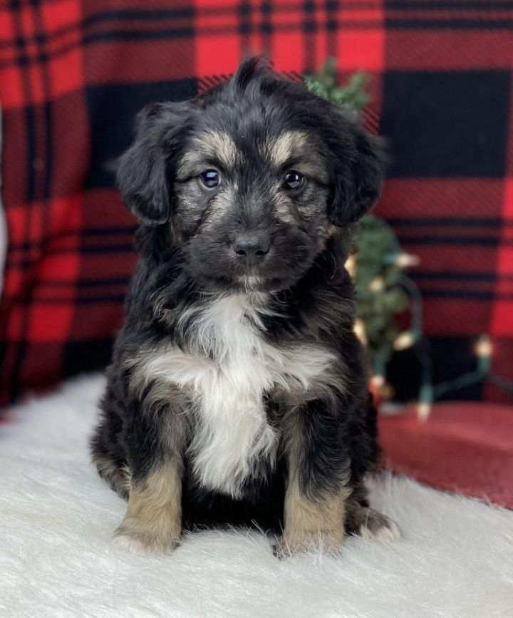 Petfinder aussiedoodle store