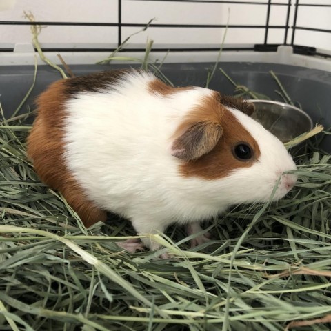 Can guinea pigs outlet have lemons