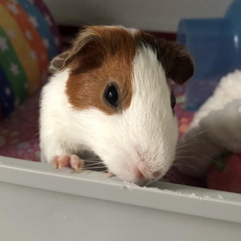 Guinea pig eating outlet lemon