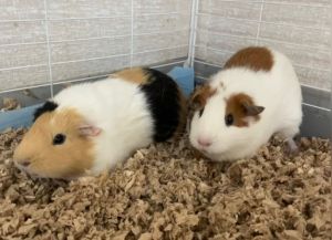 Patches (gp)Bonded to Cali Guinea Pig Small & Furry