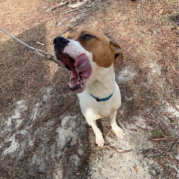 Cane corso best sale beagle mix