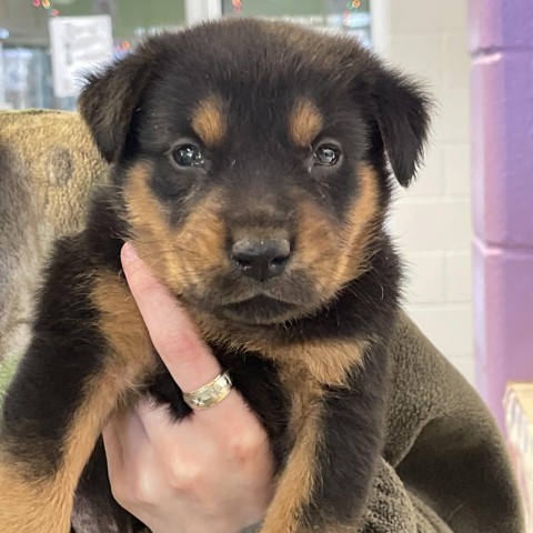 Chow chow outlet mixed with rottweiler