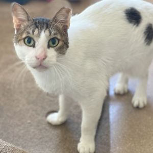 Shell, Senior Male Domestic Short Hair