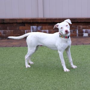 Jade, Young Female Mixed Breed