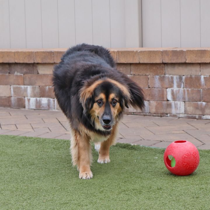 Rocky 1