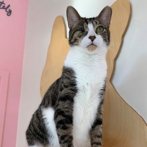Jayy, Adult Male Domestic Short Hair