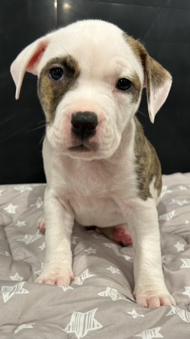Dog for adoption - Lancer. , a Pit Bull Terrier Mix in Medford, NY ...