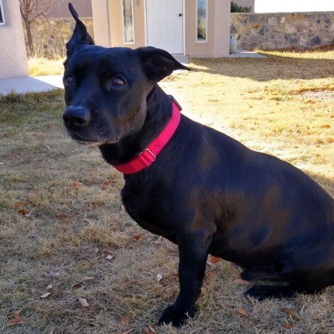 Booker, an adoptable Mixed Breed in Las Cruces, NM, 88012 | Photo Image 1