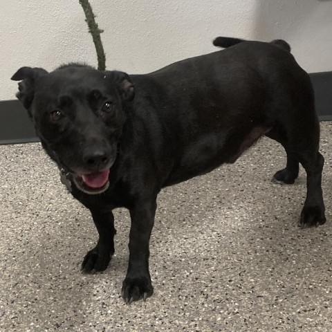 Booker, an adoptable Mixed Breed in Las Cruces, NM, 88012 | Photo Image 2