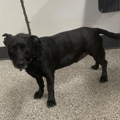 Booker, an adoptable Mixed Breed in Las Cruces, NM, 88012 | Photo Image 3