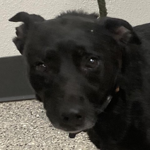 Booker, an adoptable Mixed Breed in Las Cruces, NM, 88012 | Photo Image 4