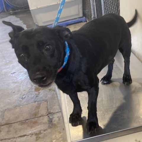 Booker, an adoptable Mixed Breed in Las Cruces, NM, 88012 | Photo Image 5