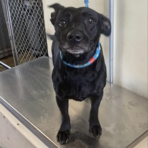 Booker, an adoptable Mixed Breed in Las Cruces, NM, 88012 | Photo Image 6