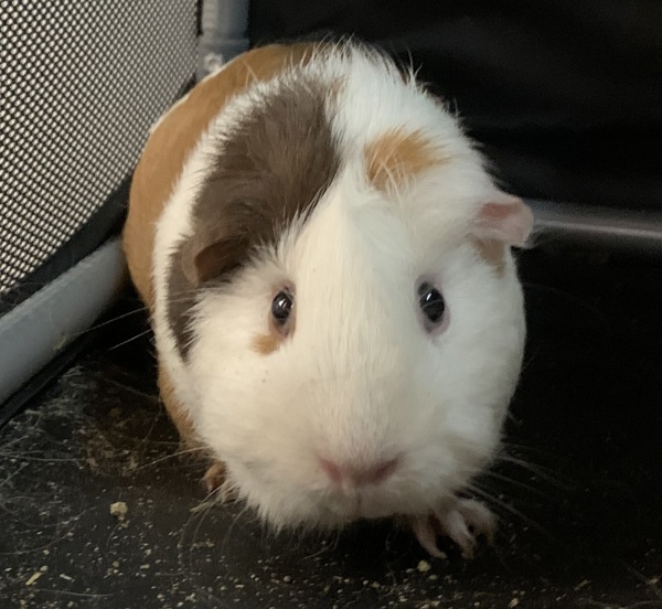 Guinea pig 2024 carrier petsmart