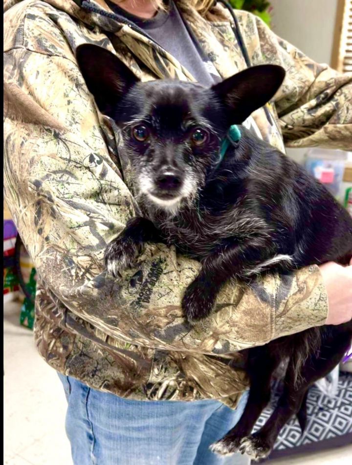 Pepper, an adoptable Chihuahua in Weatherford, TX_image-3