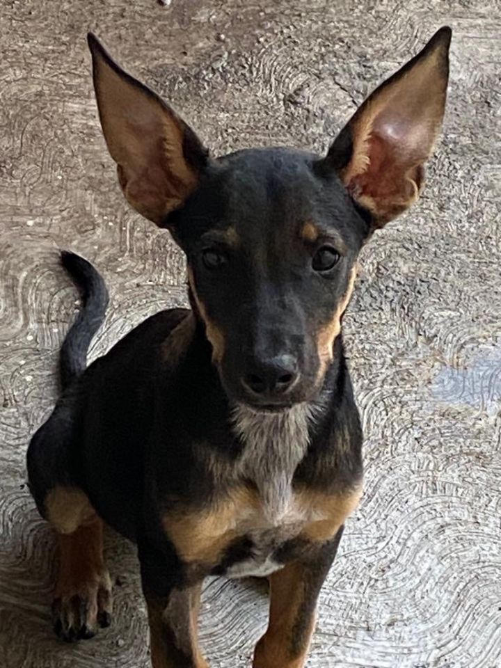 Dog for adoption Jack a Cattle Dog Rat Terrier Mix in