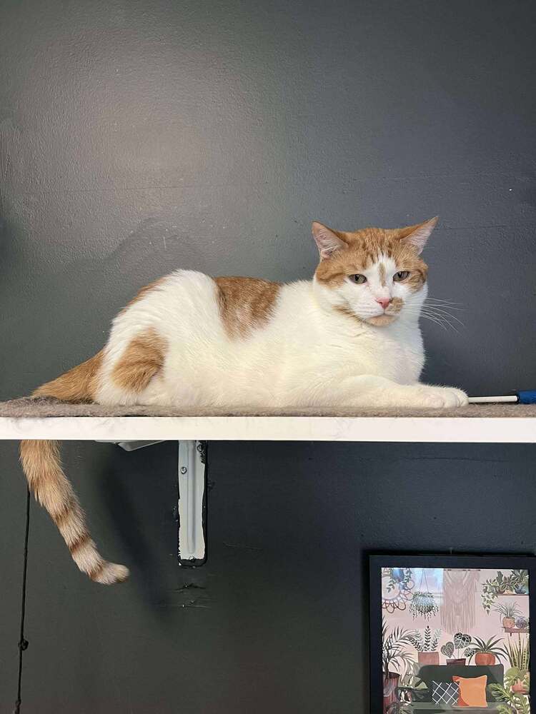 Mason, an adoptable Domestic Short Hair in Virginia Beach, VA, 23455 | Photo Image 1