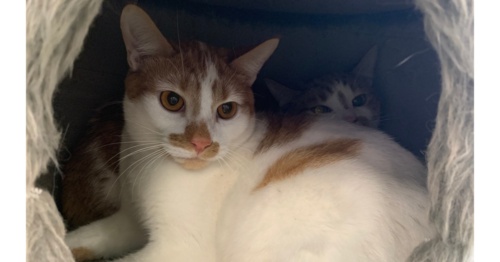 Mason, an adoptable Domestic Short Hair in Virginia Beach, VA, 23455 | Photo Image 2