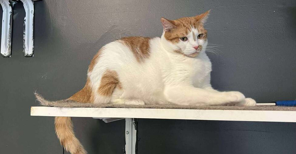 Mason, an adoptable Domestic Short Hair in Virginia Beach, VA, 23455 | Photo Image 3