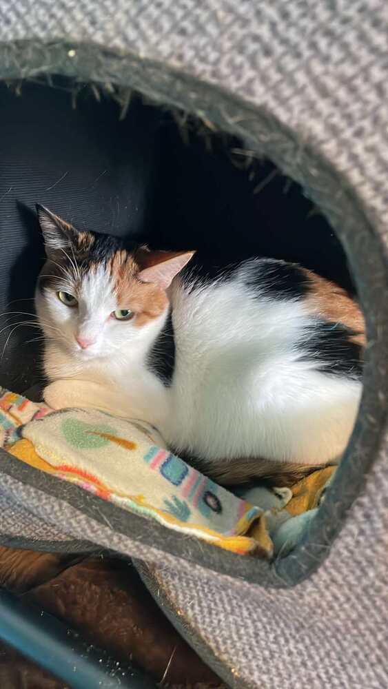 Bella 2024, an adoptable Domestic Short Hair in Virginia Beach, VA, 23455 | Photo Image 1