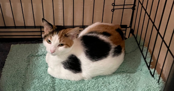Bella 2024, an adoptable Domestic Short Hair in Virginia Beach, VA, 23455 | Photo Image 2