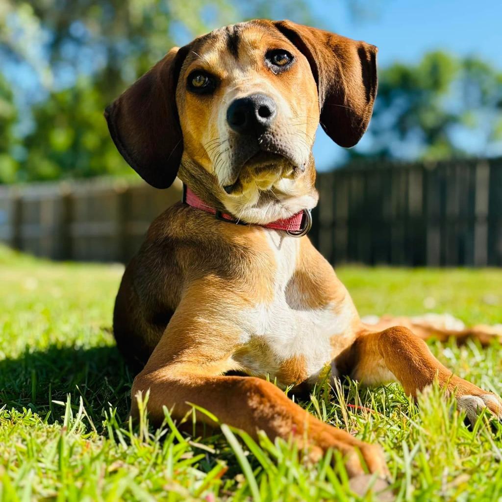 Karen Plankton Squarepants, an adoptable Coonhound, Mixed Breed in Savannah, GA, 31406 | Photo Image 1