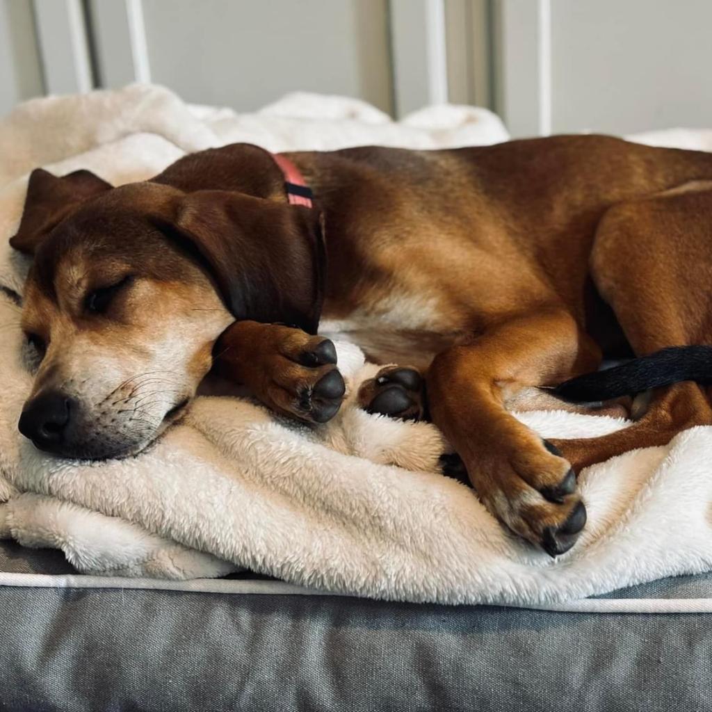 Karen Plankton Squarepants, an adoptable Coonhound, Mixed Breed in Savannah, GA, 31406 | Photo Image 3