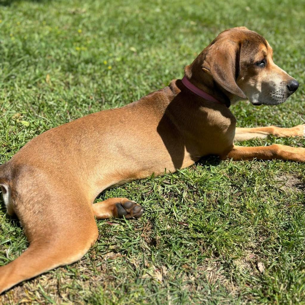 Karen Plankton Squarepants, an adoptable Coonhound, Mixed Breed in Savannah, GA, 31406 | Photo Image 4