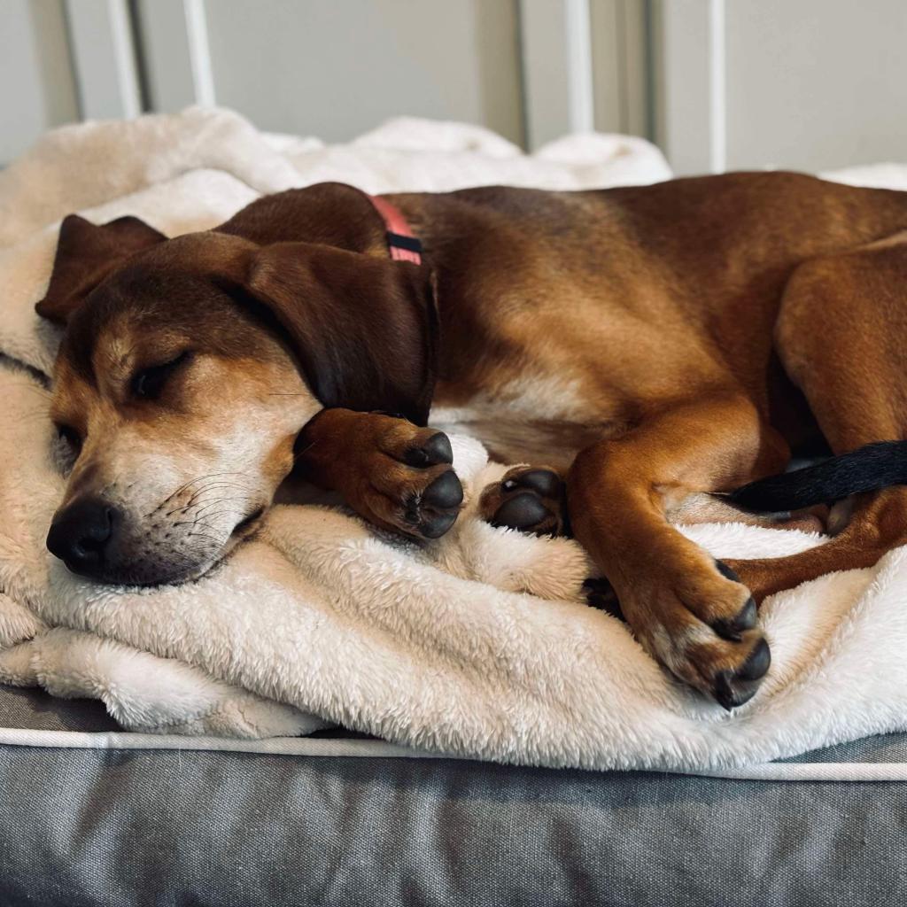 Karen Plankton Squarepants, an adoptable Coonhound, Mixed Breed in Savannah, GA, 31406 | Photo Image 6