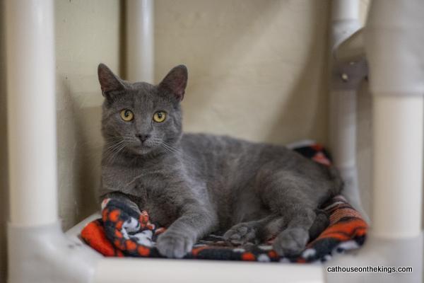 Jasper, an adoptable Russian Blue in Parlier, CA, 93648 | Photo Image 1