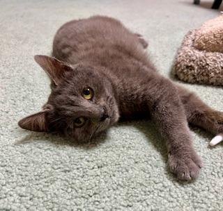 Jasper, an adoptable Russian Blue in Parlier, CA, 93648 | Photo Image 2