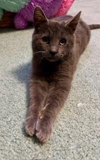 Jasper, an adoptable Russian Blue in Parlier, CA, 93648 | Photo Image 3