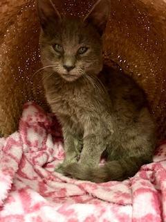 Jasper, an adoptable Russian Blue in Parlier, CA, 93648 | Photo Image 4