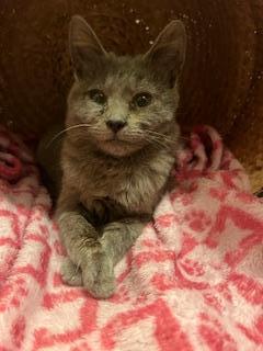 Jasper, an adoptable Russian Blue in Parlier, CA, 93648 | Photo Image 5