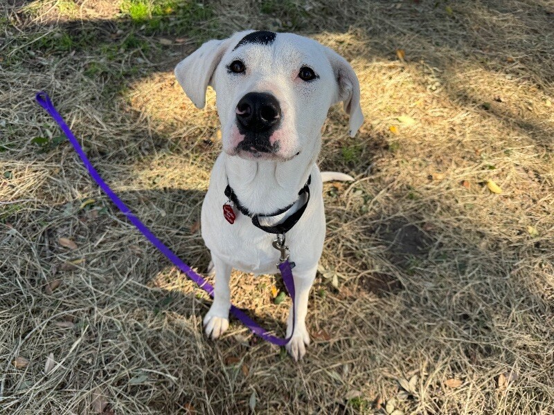 Dog for adoption - Spotness Anderson Gives great hugs, a Labrador ...