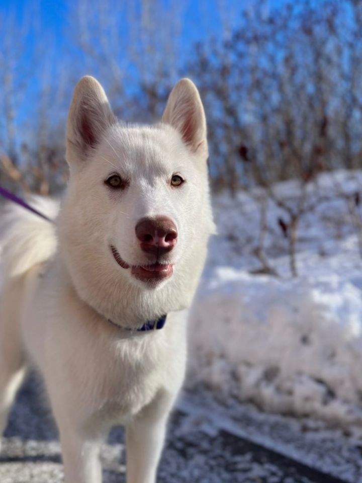 Dog for adoption Willow a Husky in laval QC Petfinder