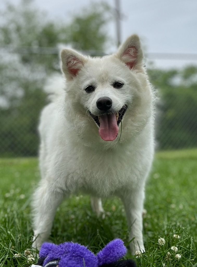 Sonam, an adoptable Pomeranian in Muskegon, MI, 49443 | Photo Image 1